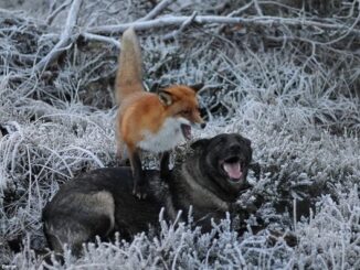 Удивительная дружба между лисой и собакой