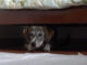 Если собака прячется под кровать