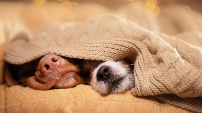 Собачий грипп: какие симптомы