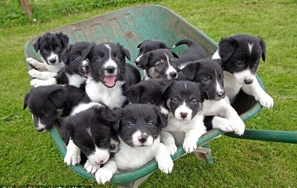 В Великобритании собака родила 14 щенков