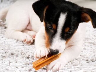Зачем нужны съедобные игрушки для собак?
