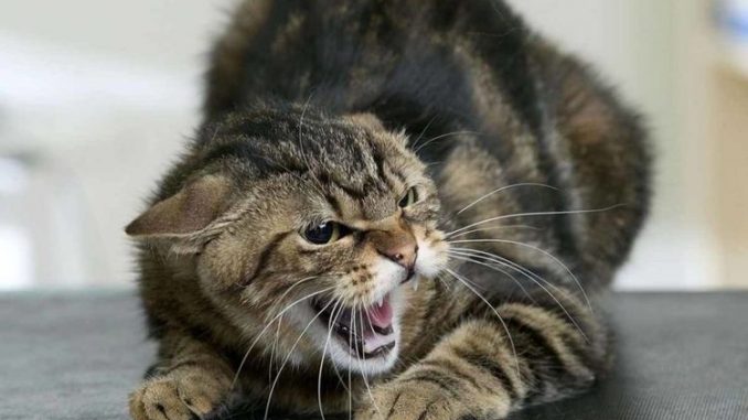 Агрессия у кошки: причины и способы устранения