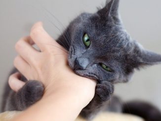 Почему кошка кусается, когда её гладят