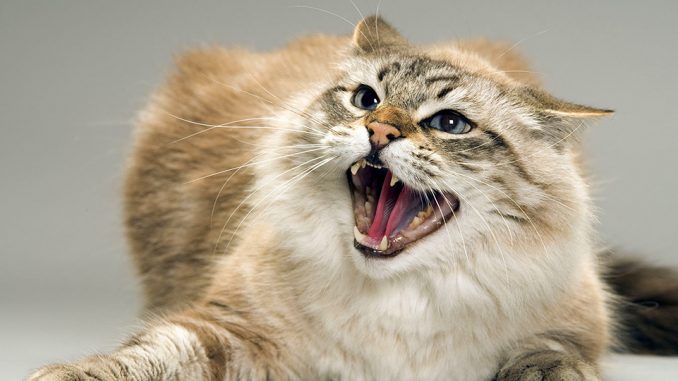 Почему кошки становятся агрессивными? Причины и что с этим делать?