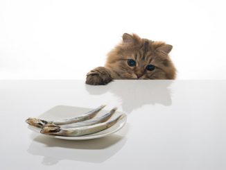 Можно ли кормить кошку рыбой?