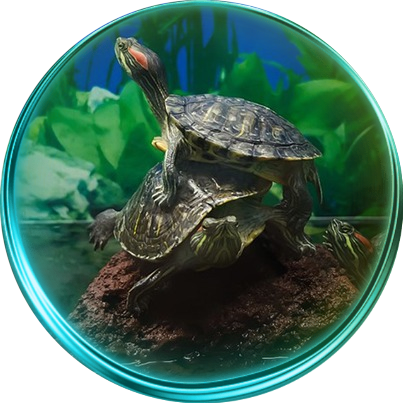 Черепахи в аквариуме: содержание, уход, советы