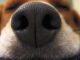 Что означает сухой нос у собаки