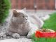 Достоинства и недостатки сухого корма для кошек
