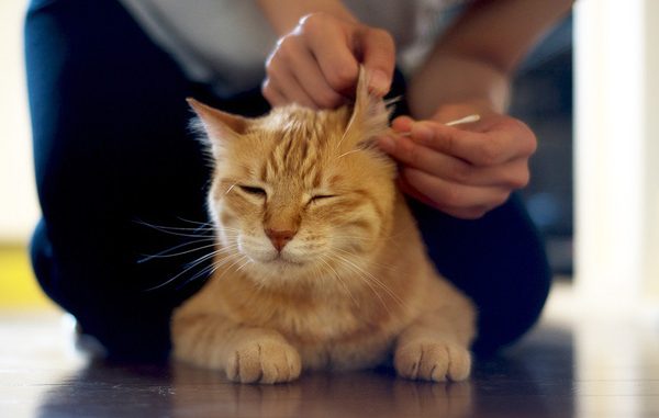 Как безопасно почистить уши кошке