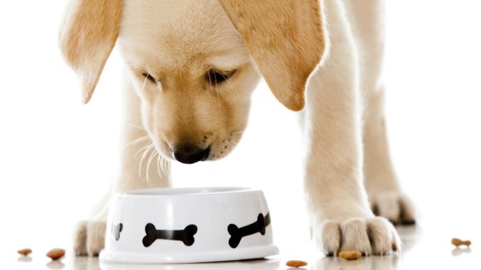 Как кормить щенка в 3 месяца сухим кормом?