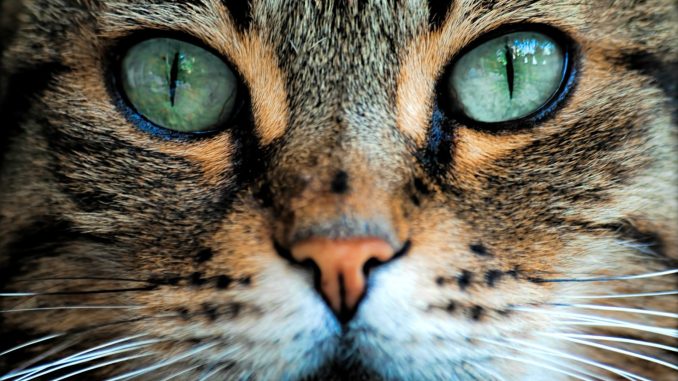 Как кошки видят окружающий мир своими глазами