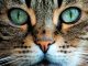 Как кошки видят окружающий мир своими глазами