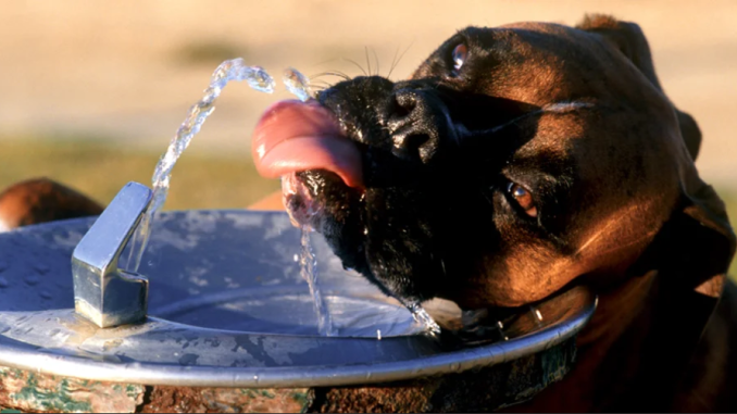 Как охладить собаку в жару на улице?