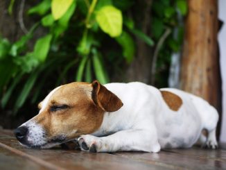 Как спасти собаку от жары?