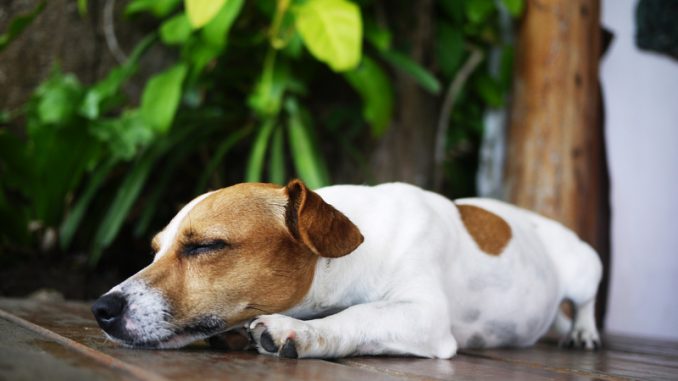 Как спасти собаку от жары?