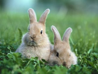 Как узнать, у вас кролик самец или самка