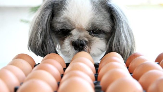 Можно ли собакам яйца. Что выбрать сырые или варёные.