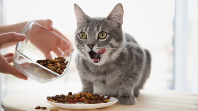 Оптимальное количество корма для кошки