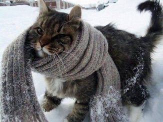 Особенности содержания кошки в холодное время года