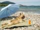 Отпуск с собакой: все что важно учесть