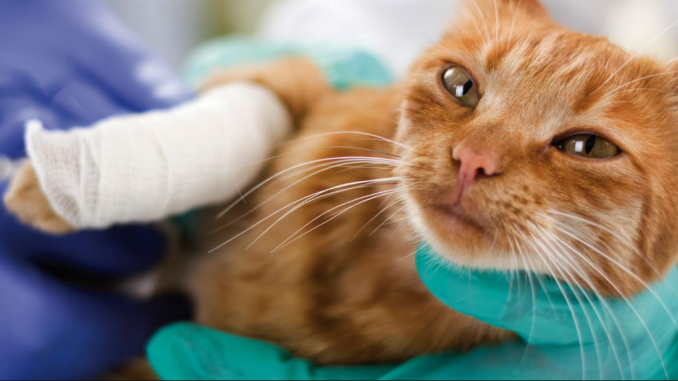 Перелом у кошки: первая помощь и лечение