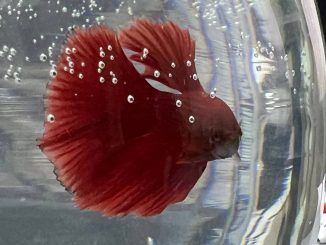 Рыбка петушок пускает пузыри в аквариуме