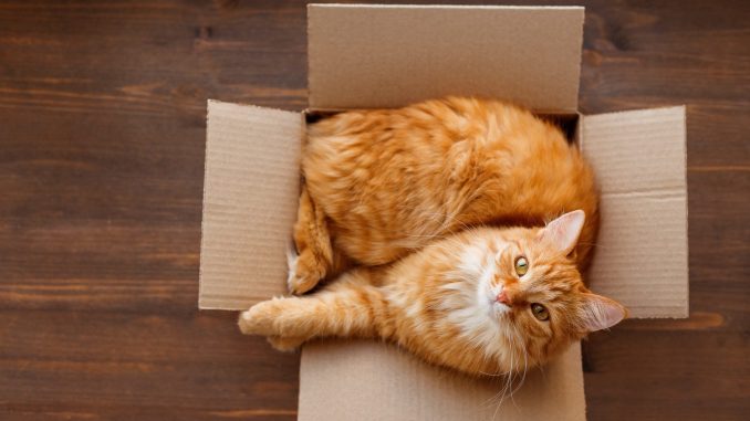 Почему кошки любят сидеть и спать в пакетах и коробках?