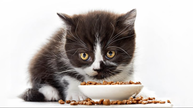 Почему котенок не ест сухой корм?