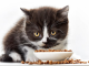 Почему котенок не ест сухой корм?