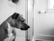 Почему собаки следуют за вами в ванную?