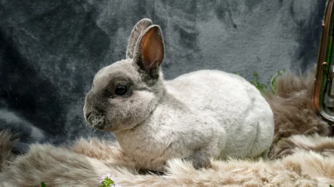 Популярные декоративные породы кроликов
