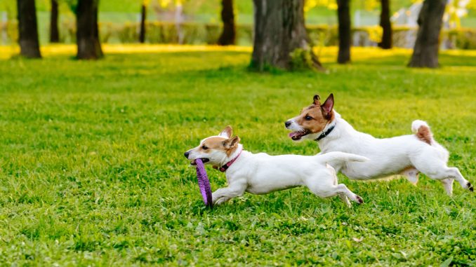 Простые игры для собаки на свежем воздухе