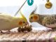 Рацион питания для декоративных птиц