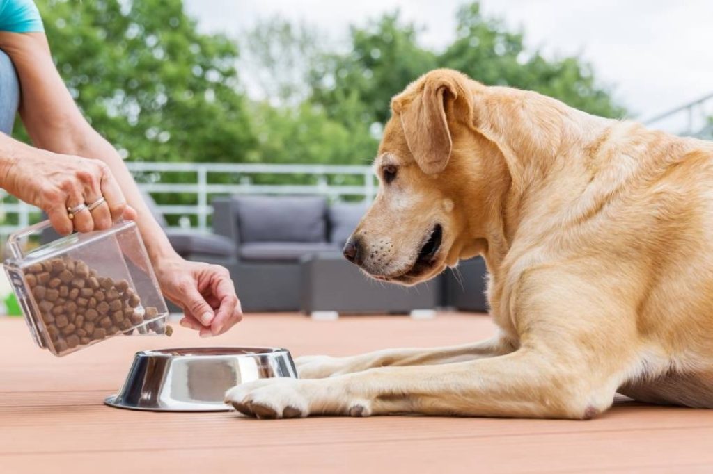 10 основных ошибок в кормлении собак: как избежать недоразумений и обеспечить правильное питание