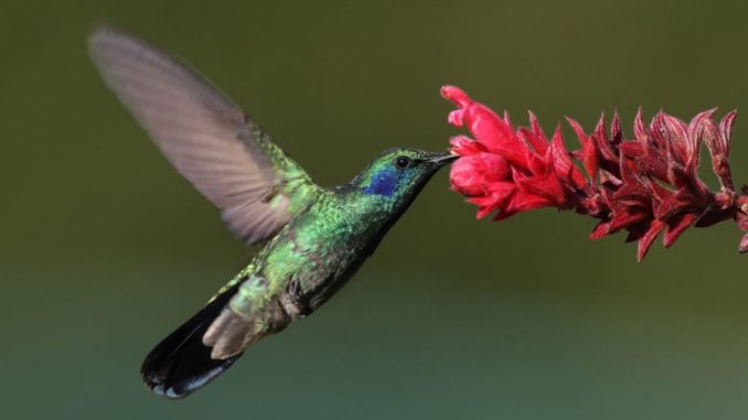 15 интересных фактов о колибри