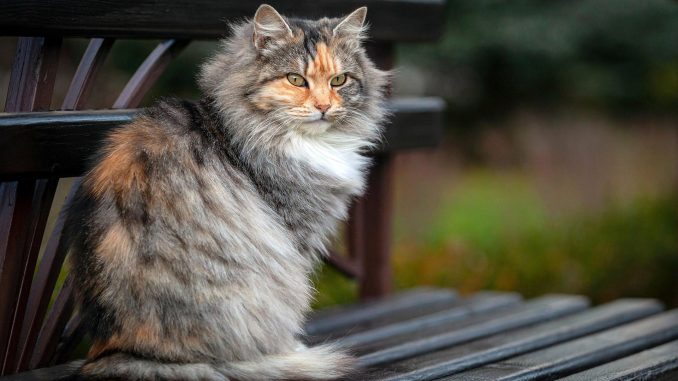 7 интересных фактов о кошачьей шерсти