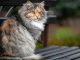 7 интересных фактов о кошачьей шерсти