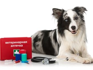 Аптечка для собак