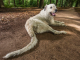 Бесстрашный боец – пес с самым длинным хвостом в мире
