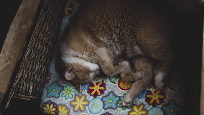 Что означает поза, в которой спит кошка?