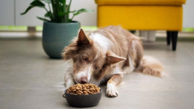 Что значит питание собаки без белка?