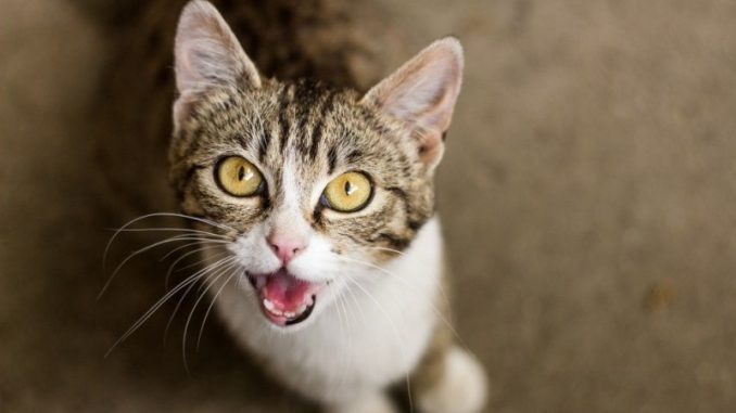 Искусство гладить кошек: почему питомец кусает, и как это избежать