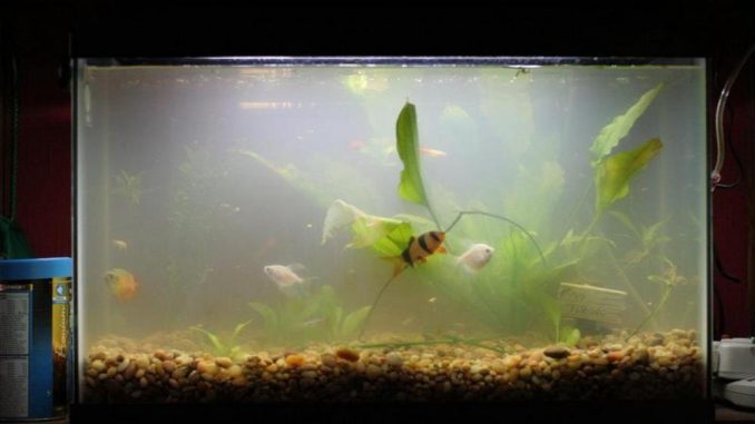 Как бороться с зеленой, мутной водой в аквариуме