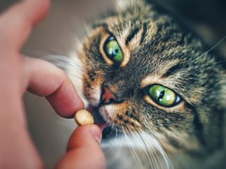 Как дать таблетку кошке?