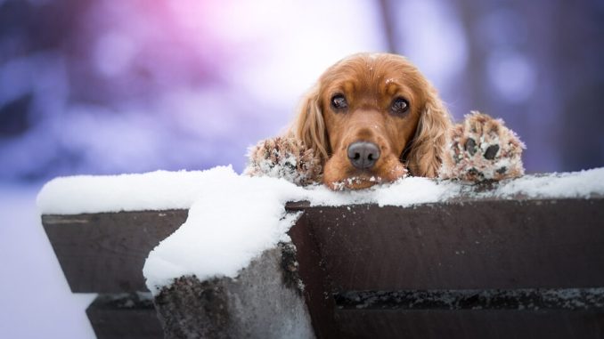 Как понять, что собаке холодно на прогулке?