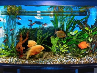 Как правильно ухаживать за аквариумом