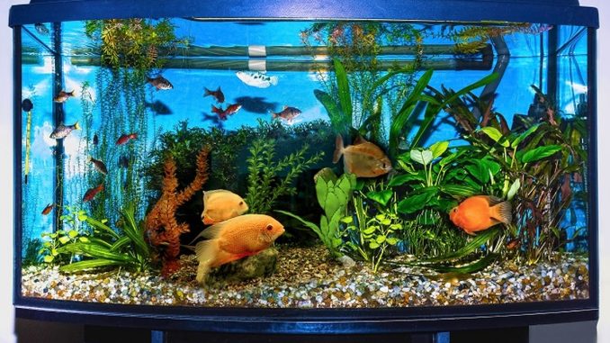 Как правильно ухаживать за аквариумом