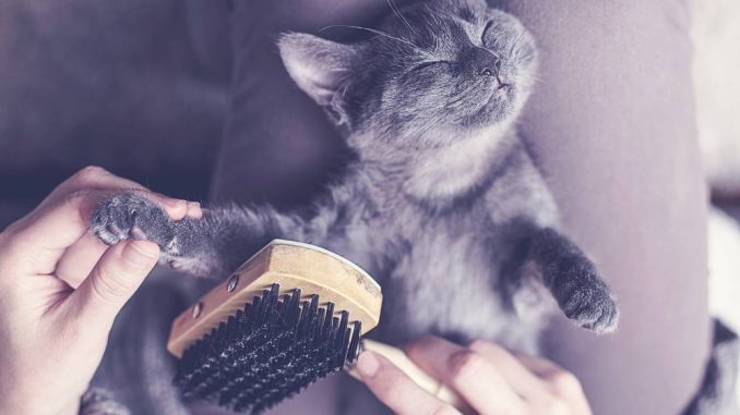 Как правильно вычесать шерсть у кошки