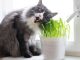 Как уберечь рассаду и комнатные растения от кота?