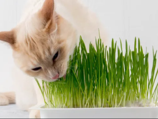 Какая трава подойдет домашним котам?